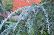 - Cedrus deodara 'Blue Snake' Weeping Deodara Cedar - Mr Maple │ Buy Japanese Maple Trees