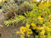 - Cedrus deodara 'Descanso Dwarf' Small Himalayan Cedar - Mr Maple │ Buy Japanese Maple Trees