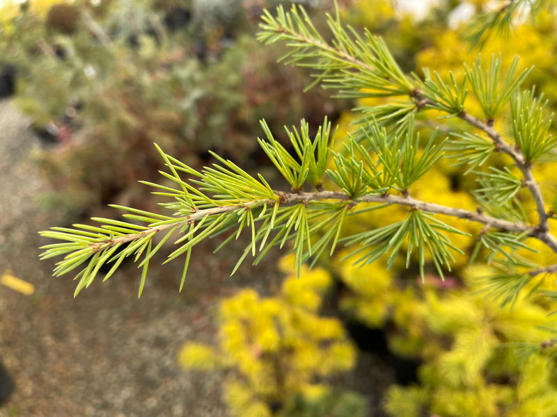 - Cedrus deodara 'Descanso Dwarf' Small Himalayan Cedar - Mr Maple │ Buy Japanese Maple Trees