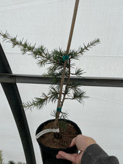 - Cedrus deodara 'Descanso Dwarf' Small Himalayan Cedar - Mr Maple │ Buy Japanese Maple Trees