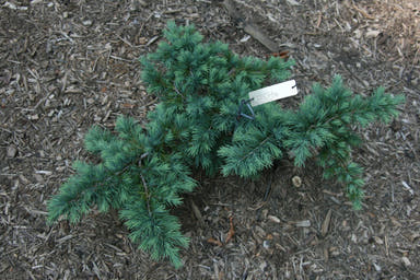- Cedrus deodara 'Devinely Blue' Small Blue Cedar - Mr Maple │ Buy Japanese Maple Trees