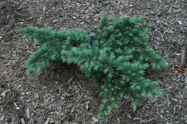 - Cedrus deodara 'Devinely Blue' Small Blue Cedar - Mr Maple │ Buy Japanese Maple Trees