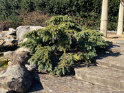 - Cedrus deodara 'Devinely Blue' Small Blue Cedar - Mr Maple │ Buy Japanese Maple Trees