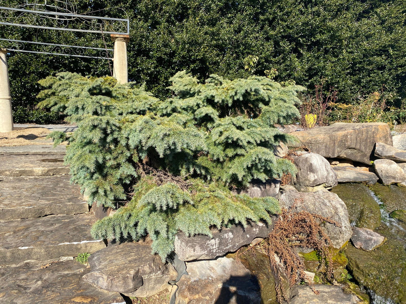 - Cedrus deodara 'Devinely Blue' Small Blue Cedar - Mr Maple │ Buy Japanese Maple Trees