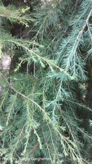- Cedrus deodara 'Emerald Falls' Weeping Deodara Cedar - Mr Maple │ Buy Japanese Maple Trees