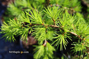 - Cedrus deodara 'Emerald Falls' Weeping Deodara Cedar - Mr Maple │ Buy Japanese Maple Trees