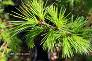 - Cedrus deodara 'Emerald Falls' Weeping Deodara Cedar - Mr Maple │ Buy Japanese Maple Trees