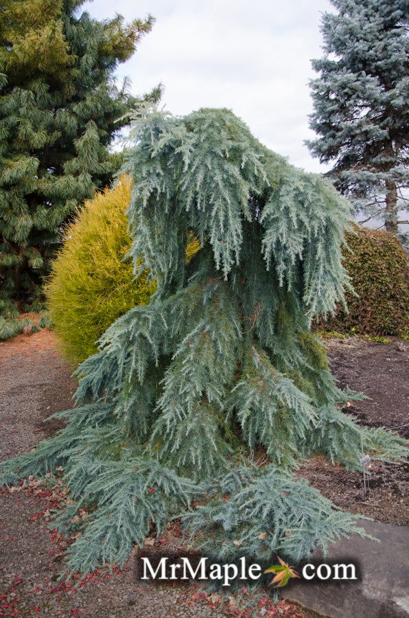 Buy Cedrus deodara 'Feelin' Blue' Weeping Blue Himalayan Cedar