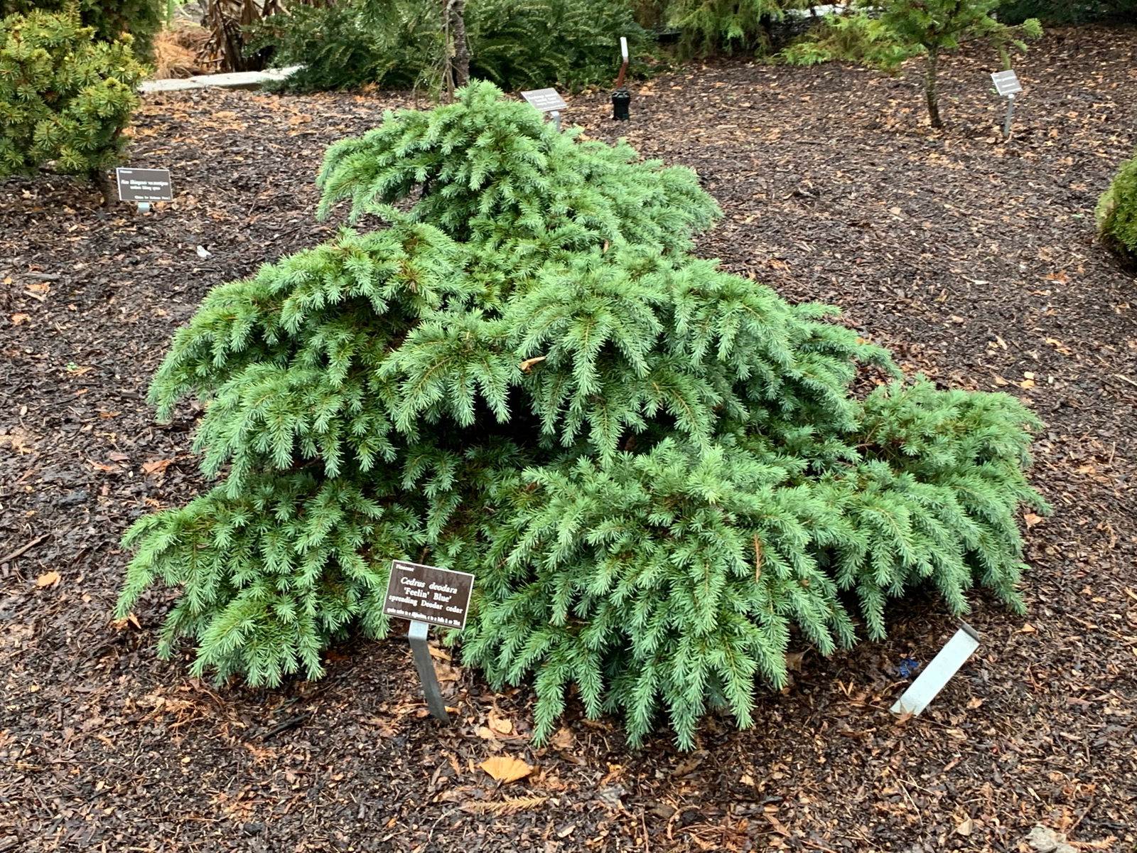 Buy Cedrus deodara 'Feelin' Blue' Weeping Blue Himalayan Cedar