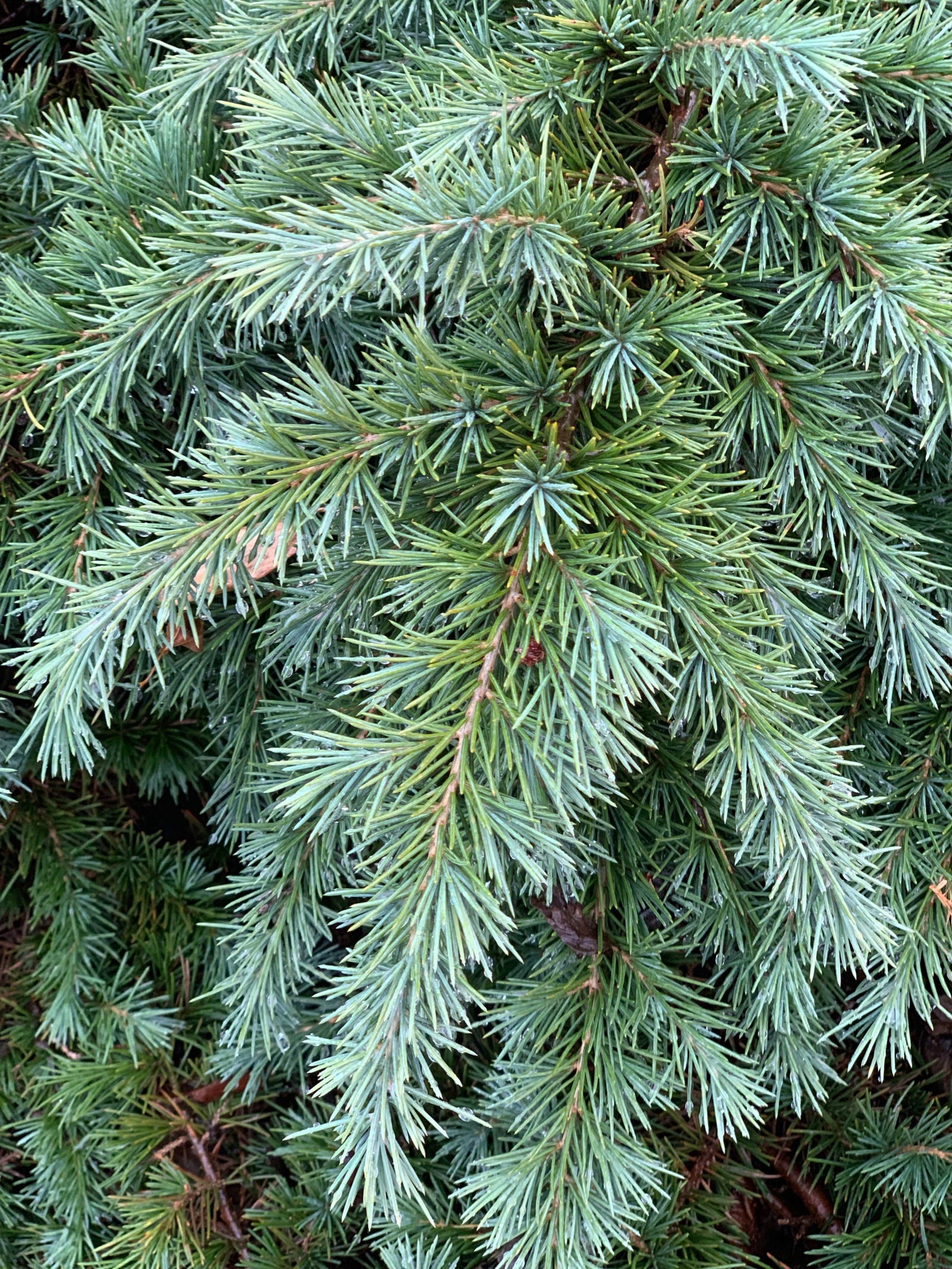 Buy Cedrus deodara 'Feelin' Blue' Weeping Blue Himalayan Cedar