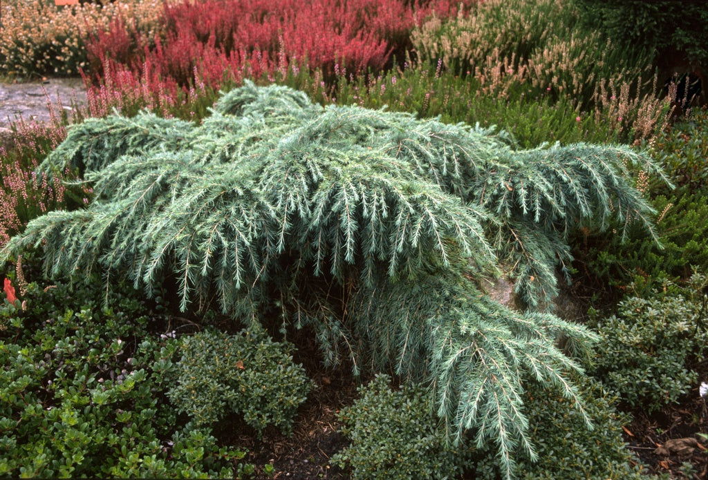 Buy Cedrus deodara 'Feelin' Blue' Weeping Blue Himalayan Cedar