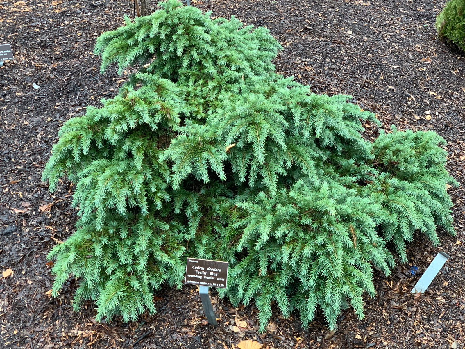 Buy Cedrus deodara 'Feelin' Blue' Weeping Blue Himalayan Cedar
