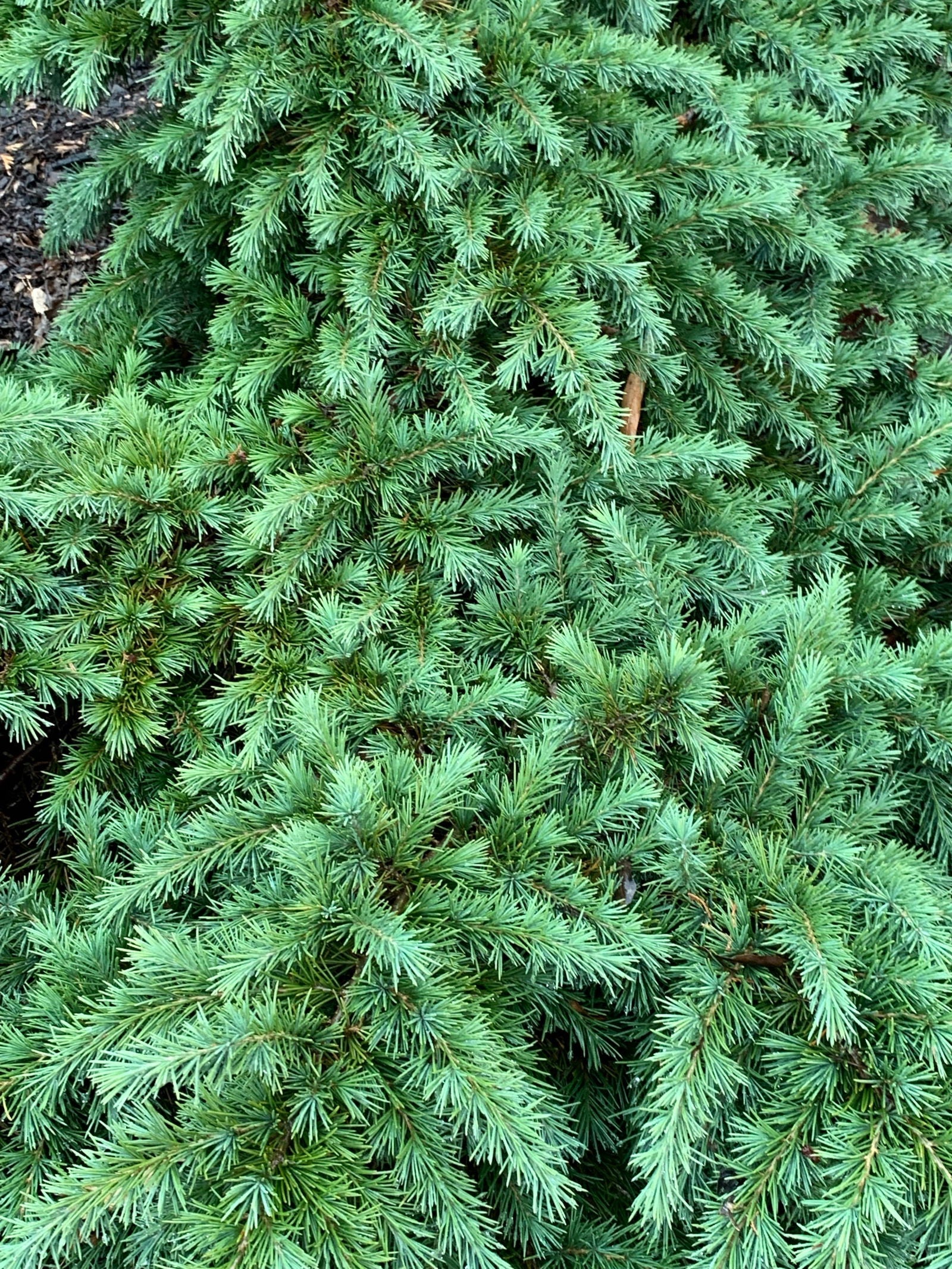 Buy Cedrus deodara 'Feelin' Blue' Weeping Blue Himalayan Cedar