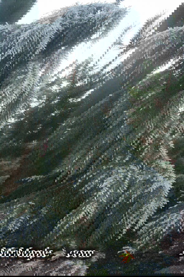 - Cedrus deodara 'Feelin' Blue' Weeping Blue Himalayan Cedar - Mr Maple │ Buy Japanese Maple Trees