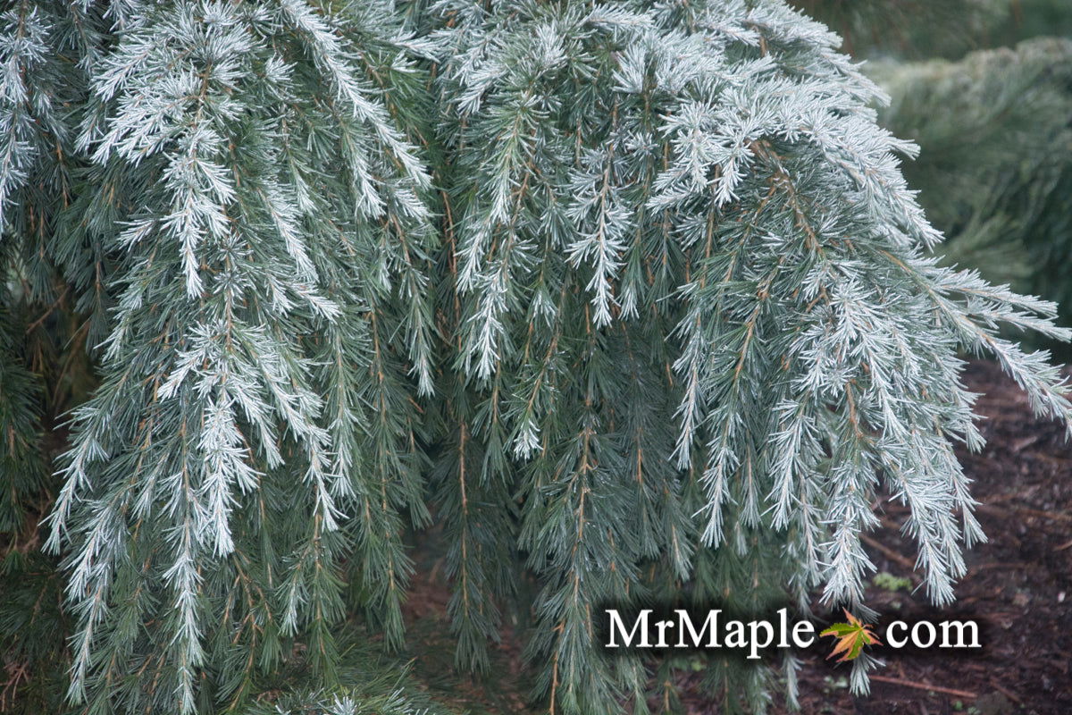 Buy Cedrus deodara 'Feelin' Blue' Weeping Blue Himalayan Cedar