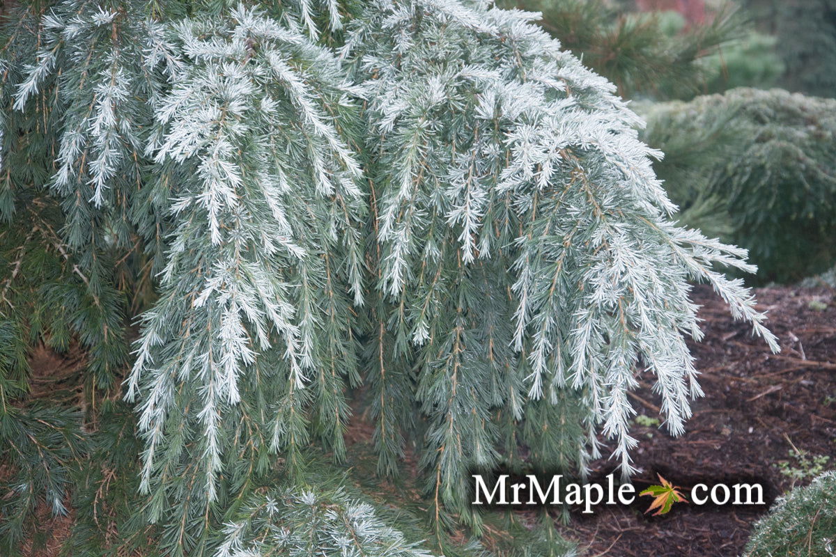 Buy Cedrus deodara 'Feelin' Blue' Weeping Blue Himalayan Cedar