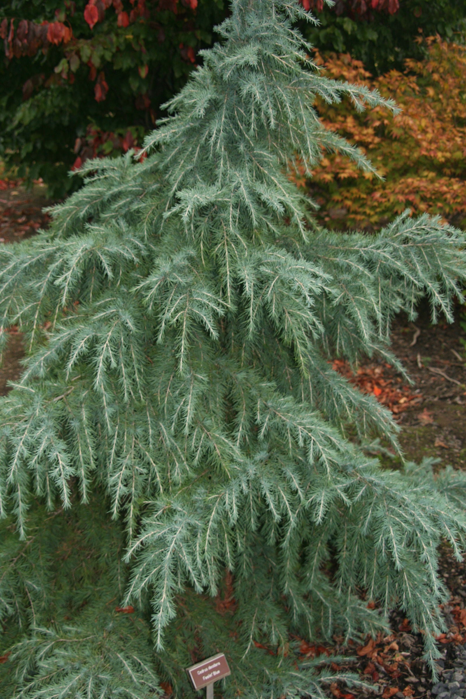 Buy Cedrus deodara 'Feelin' Blue' Weeping Blue Himalayan Cedar