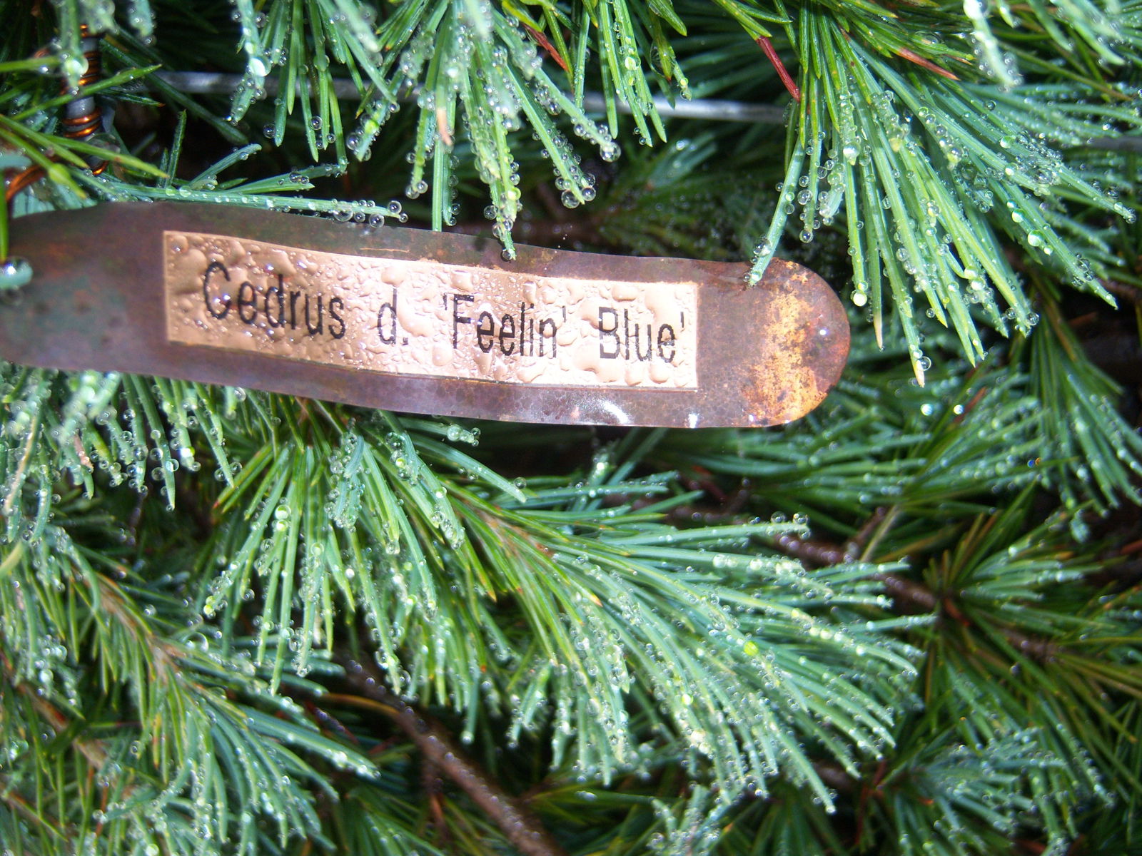 Buy Cedrus deodara 'Feelin' Blue' Weeping Blue Himalayan Cedar