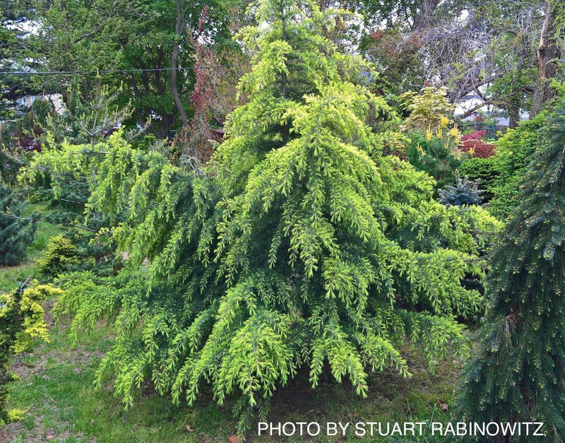 - Cedrus deodara 'Feelin' Sunny' Golden Himalayan Cedar - Mr Maple │ Buy Japanese Maple Trees