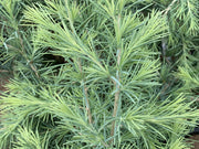 - Cedrus deodara 'Feelin' Sunny' Golden Himalayan Cedar - Mr Maple │ Buy Japanese Maple Trees