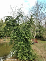 - Cedrus deodara 'Girard’s Weeping’ Weeping Deodara Cedar - Mr Maple │ Buy Japanese Maple Trees