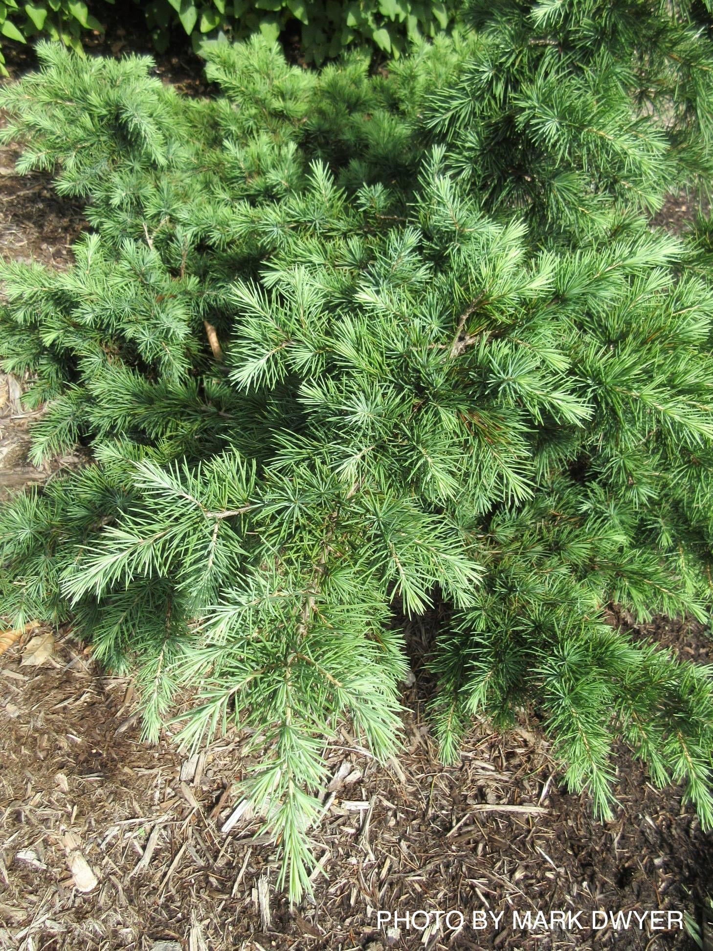 ヒマラヤスギ　ヒマラヤシーダ　cedrus deodara Paktia ヒマラヤスギ ヒマラヤシーダ cedrus deodara Paktia