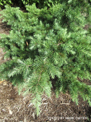 - Cedrus deodara 'Glacier Blue' Small Himalayan Cedar - Mr Maple │ Buy Japanese Maple Trees