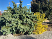 - Cedrus deodara 'Glacier Blue' Small Himalayan Cedar - Mr Maple │ Buy Japanese Maple Trees