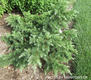 - Cedrus deodara 'Glacier Blue' Small Himalayan Cedar - Mr Maple │ Buy Japanese Maple Trees