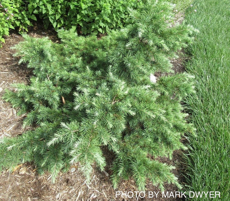 - Cedrus deodara 'Glacier Blue' Small Himalayan Cedar - Mr Maple │ Buy Japanese Maple Trees