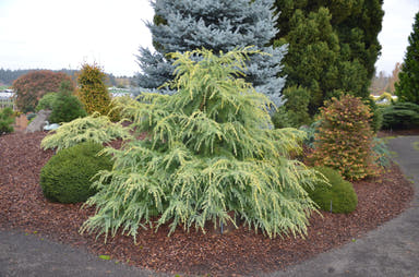 - Cedrus deodara 'Gold Cascade' Golden Himalayan Cedar - Mr Maple │ Buy Japanese Maple Trees