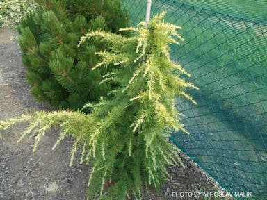 - Cedrus deodara 'Gold Cascade' Golden Himalayan Cedar - Mr Maple │ Buy Japanese Maple Trees