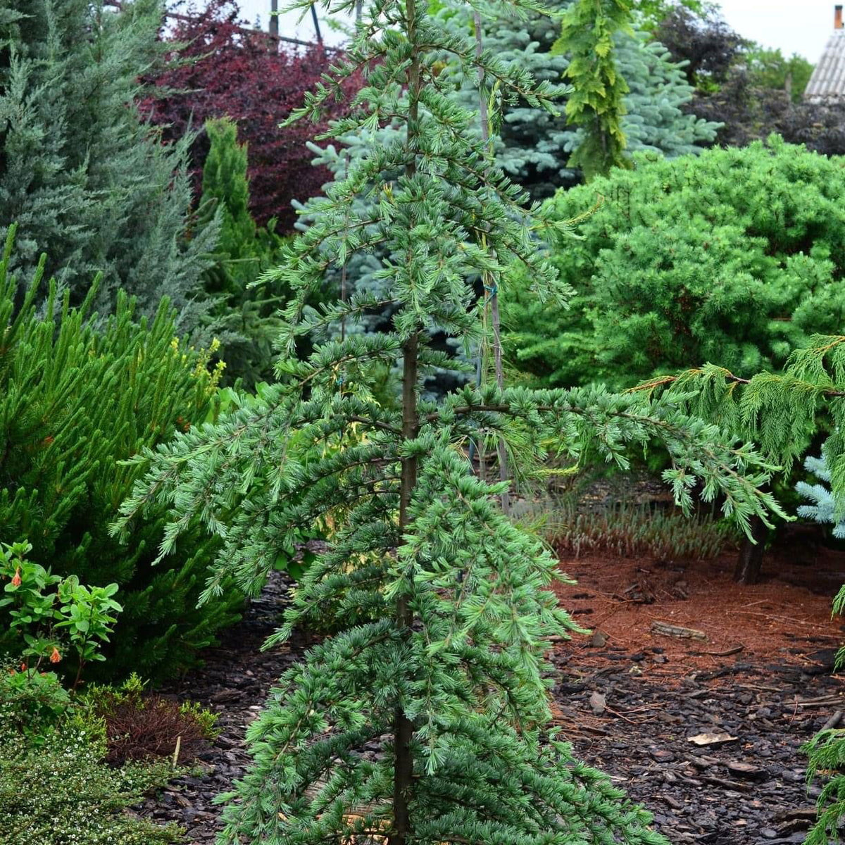 Buy Cedrus deodara 