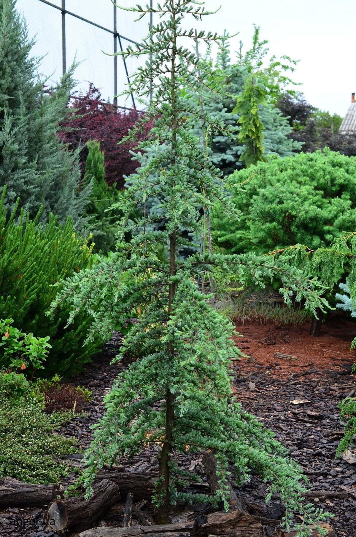 Cedrus deodara Karl Fuchs　ヒマラヤシーダー　苗 Buy Cedrus deodara 'Karl Fuchs' Deodara Cedar — Mr Maple │ Buy