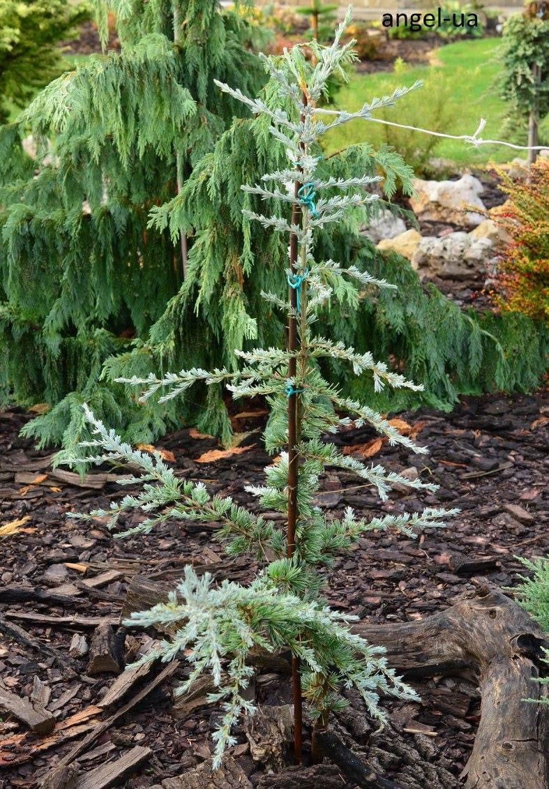 Buy Cedrus deodara 'Karl Fuchs' Deodara Cedar — Mr Maple │ Buy