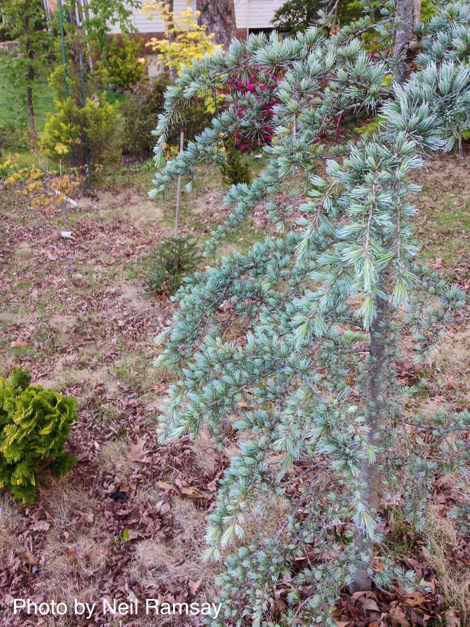 Buy Cedrus deodara 'Karl Fuchs' Deodara Cedar — Mr Maple │ Buy