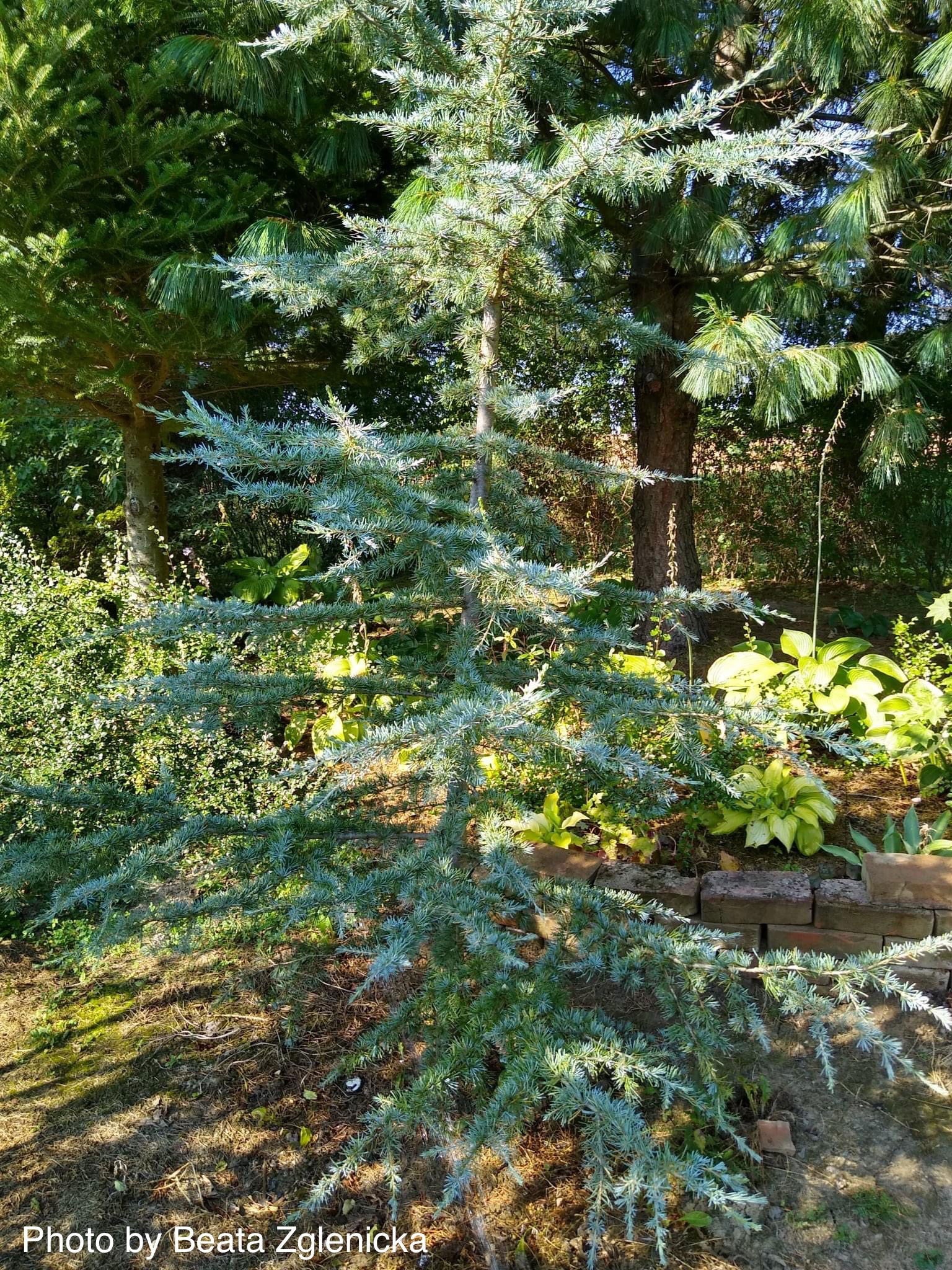 Buy Cedrus deodara 'Karl Fuchs' Deodara Cedar — Mr Maple │ Buy