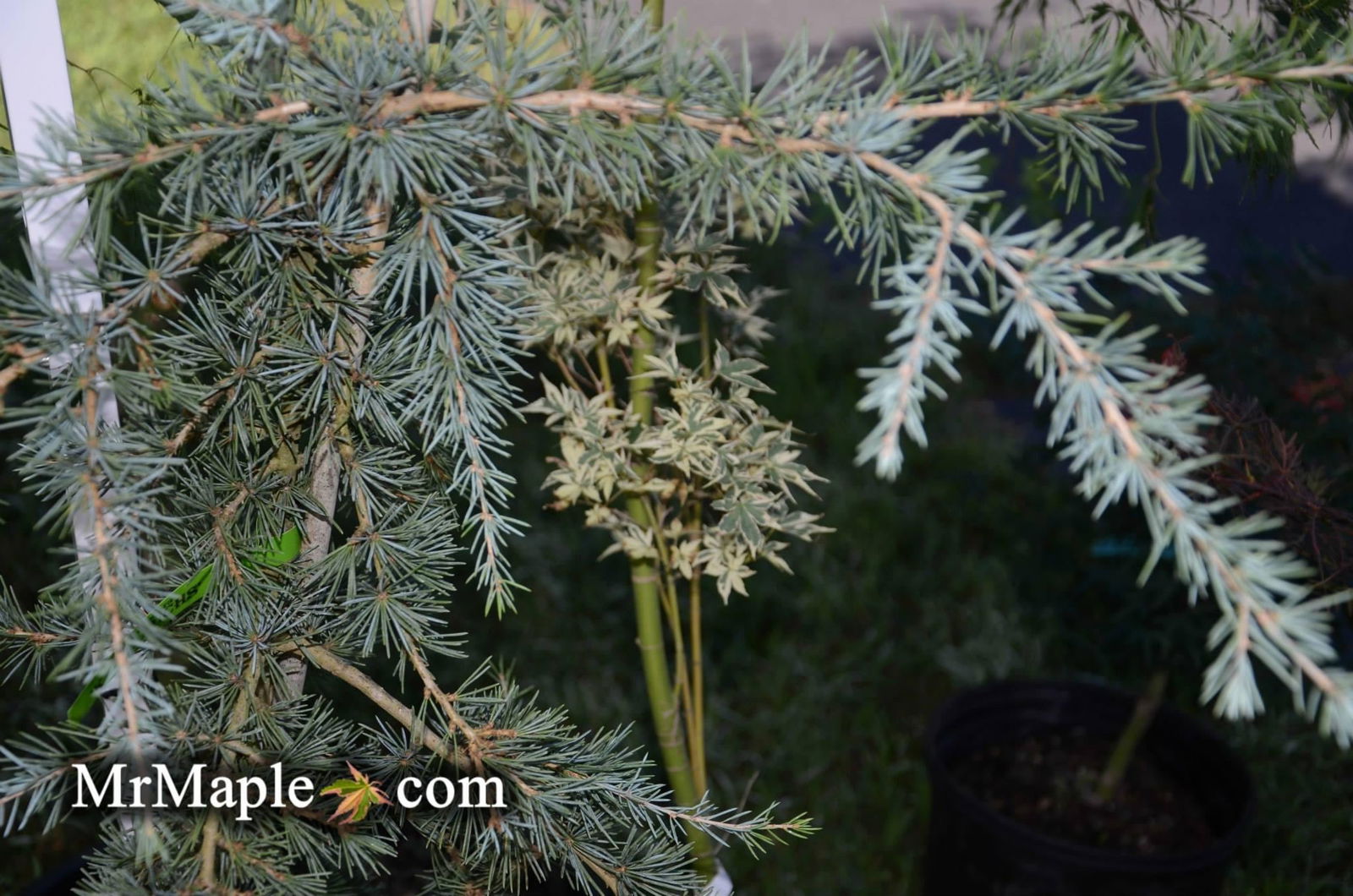 Buy Cedrus deodara 'Karl Fuchs' Deodara Cedar — Mr Maple │ Buy