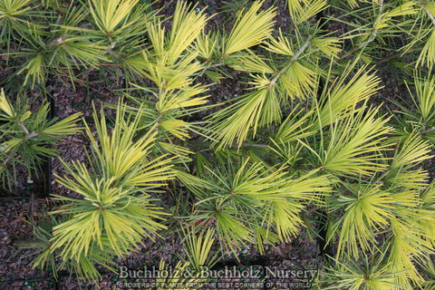 - Cedrus deodara 'Lime Glow' Golden Himalayan Cedar - Mr Maple │ Buy Japanese Maple Trees