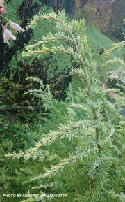- Cedrus deodara 'Lime Glow' Golden Himalayan Cedar - Mr Maple │ Buy Japanese Maple Trees