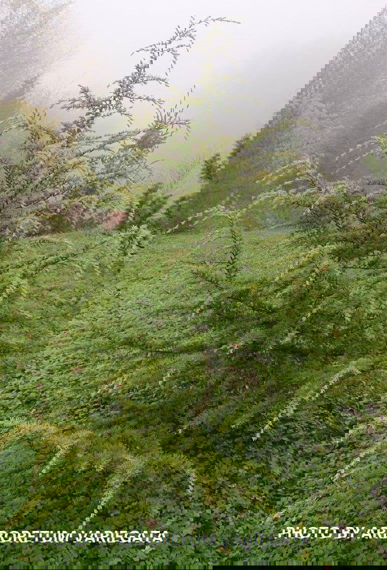 - Cedrus deodara 'Lime Glow' Golden Himalayan Cedar - Mr Maple │ Buy Japanese Maple Trees