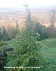 - Cedrus deodara 'Lime Glow' Golden Himalayan Cedar - Mr Maple │ Buy Japanese Maple Trees