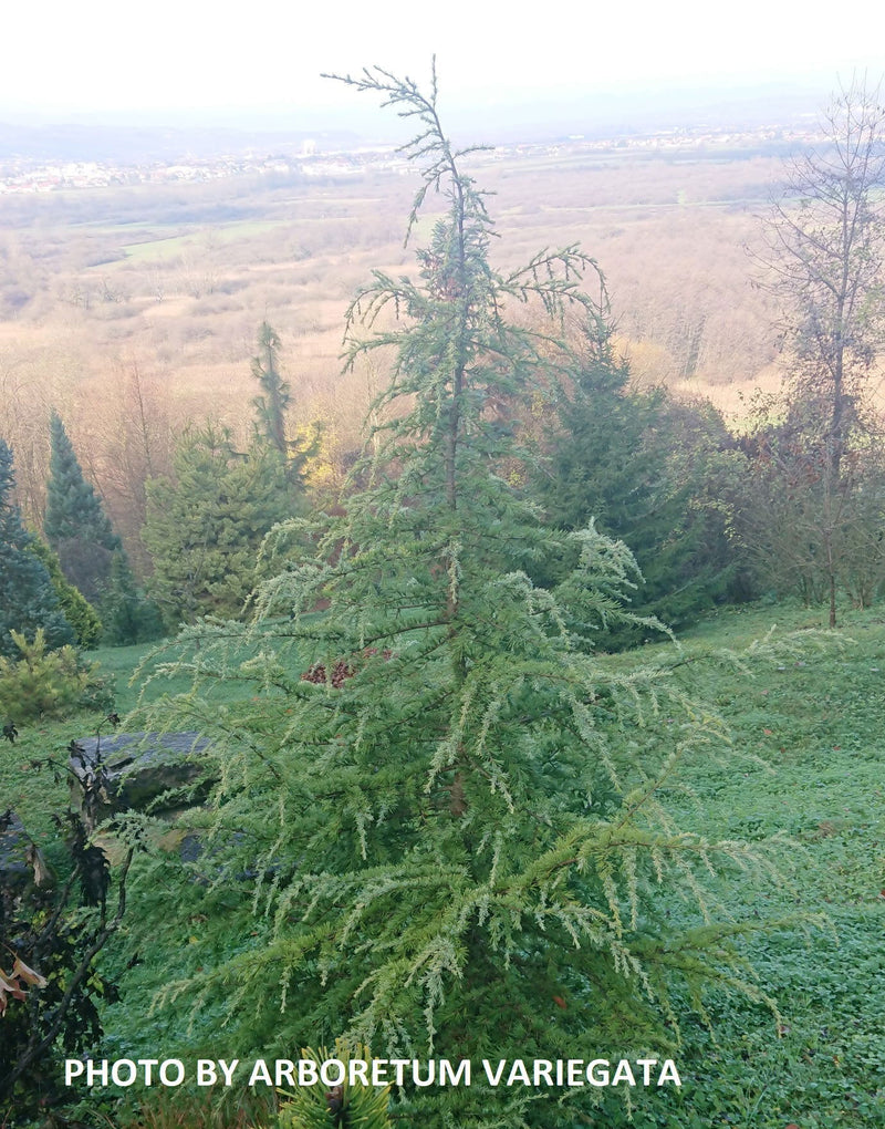 - Cedrus deodara 'Lime Glow' Golden Himalayan Cedar - Mr Maple │ Buy Japanese Maple Trees