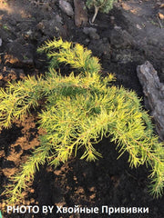 - Cedrus deodara 'Lime Glow' Golden Himalayan Cedar - Mr Maple │ Buy Japanese Maple Trees