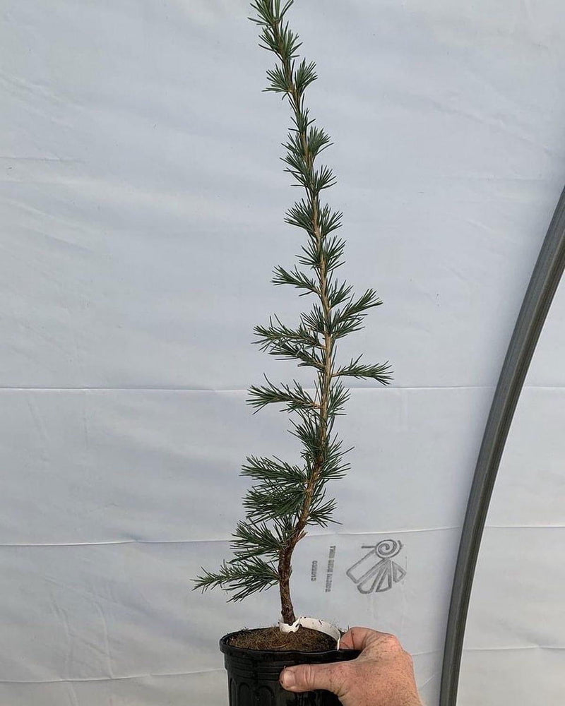 - Cedrus deodara 'Miles High' Weeping Deodara Cedar - Mr Maple │ Buy Japanese Maple Trees