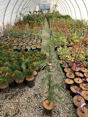 - Cedrus deodara 'Miles High' Weeping Deodara Cedar - Mr Maple │ Buy Japanese Maple Trees