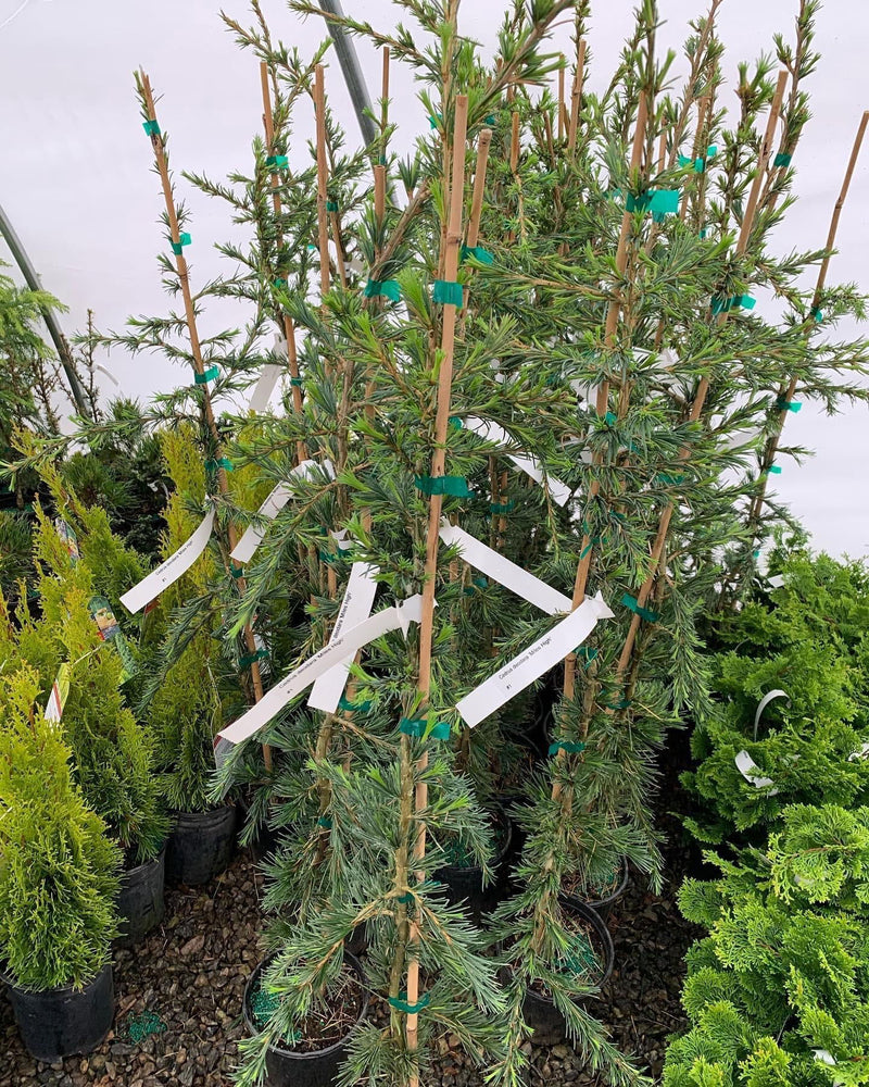 - Cedrus deodara 'Miles High' Weeping Deodara Cedar - Mr Maple │ Buy Japanese Maple Trees