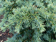 - Cedrus deodara 'Prostrate Beauty’ Small Himalayan Cedar - Mr Maple │ Buy Japanese Maple Trees