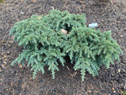 - Cedrus deodara 'Prostrate Beauty’ Small Himalayan Cedar - Mr Maple │ Buy Japanese Maple Trees