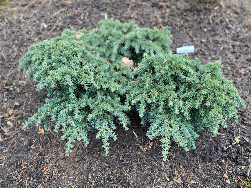 - Cedrus deodara 'Prostrate Beauty’ Small Himalayan Cedar - Mr Maple │ Buy Japanese Maple Trees